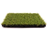Synthetic Grass Living image 15
